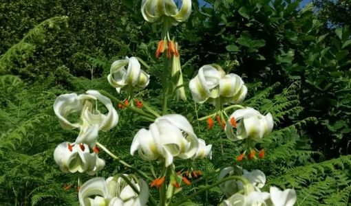 رقص چلچراغ در هیرکانی؛ نبرد زیبایی با انقراض