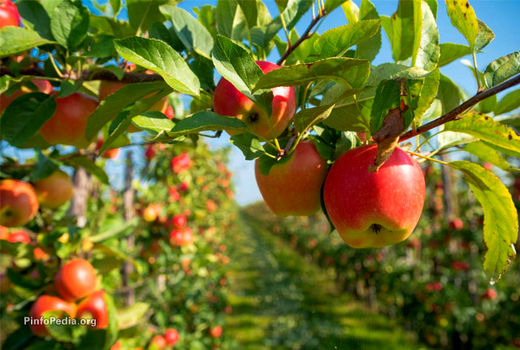 قیمت خرید توافقی سیب صنعتی ۱۵۰۰ تومان تعیین شد