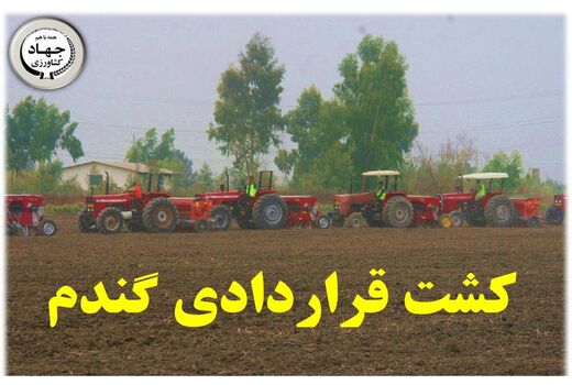 تحقق 47 درصدی کشت قراردادی گندم در مازندران