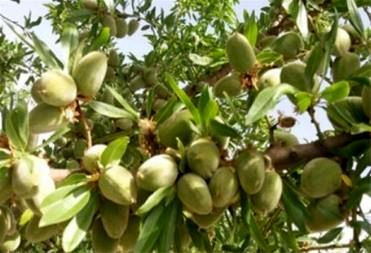 تولید 600 هزار تن محصول باغی در استان کرمان