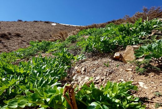 کاهش ۵۰ درصدی کشت گیاهان دارویی در مراتع بر اثر خشکسالی