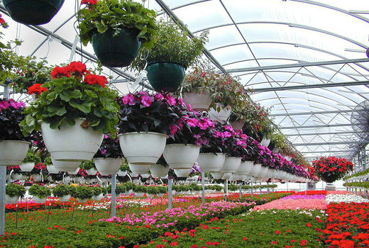 افتتاح دو زنجیره تولید محصولات گلخانه‌ای در بیضا