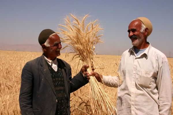 پرداخت ۶۵ میلیارد ریال از مطالبات گندم‌کاران چهارمحال و بختیاری