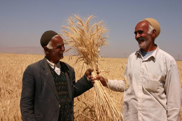 پرداخت ۶۵ میلیارد ریال از مطالبات گندم‌کاران چهارمحال و بختیاری
