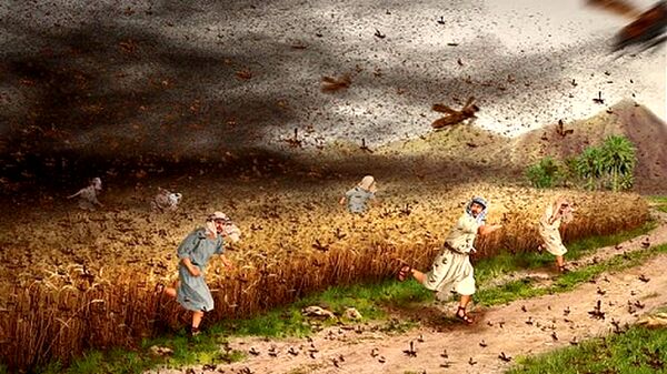 هجوم بیشتر دستجات ملخ صحرایی در سال زراعی پیش‌رو/ تدارک مبارزه در سطح یک میلیون هکتار زمین کشاورزی