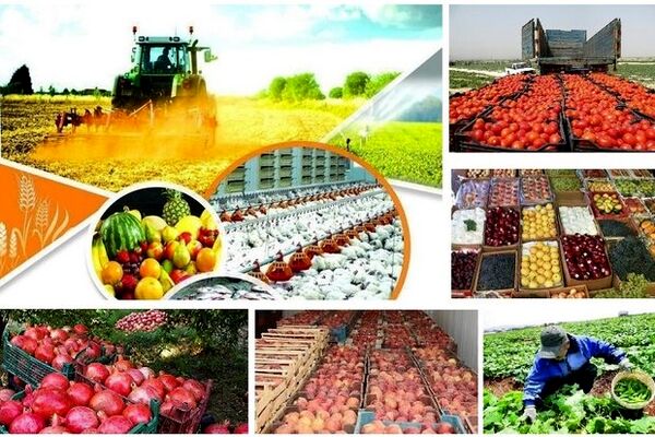 افزایش نظارت سازمان مرکزی تعاون روستایی بر عملکرد شبکه تعاونی‌های تحت پوشش