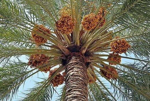 صادرات خرما با گواهی ارتقاء سلامت 
