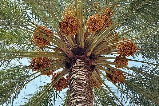 پیش بینی تولید 200 هزارتن خرما در فارس 