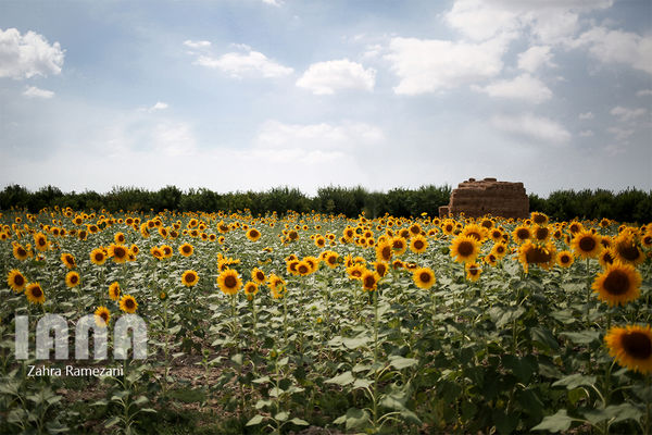 اختصاص بیش از 2 هزار و 200 هکتار از زمین‌های کشاورزی منطقه کالپوش به کشت آفتابگردان