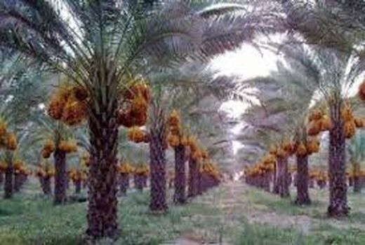افزایش بهره‌وری نخیلات در خرمشهر