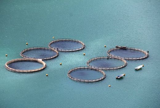 ظرفیت تولید ۳۰ هزار تن ماهی در چهارمحال و بختیاری 