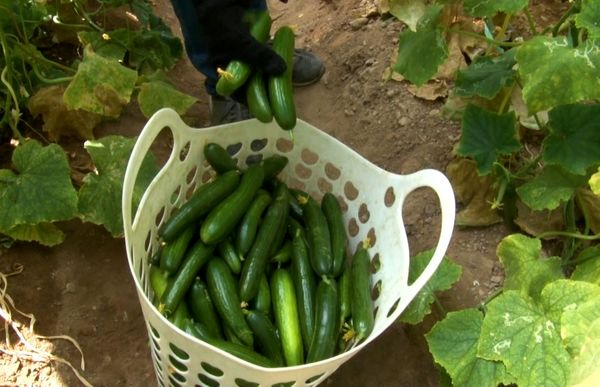 فصل برداشت خیار و سبزیجات گلخانه‌ای در تابستانِ میمه