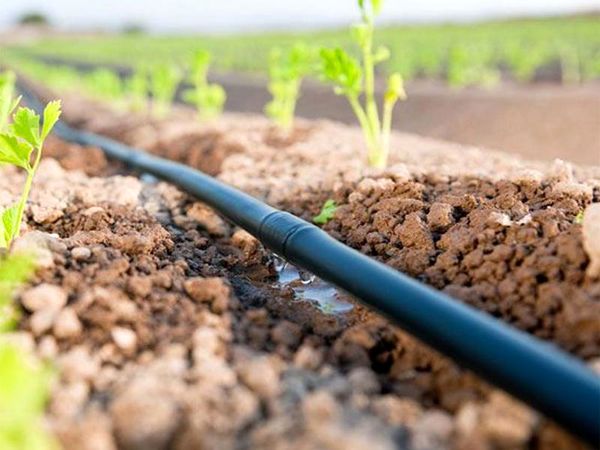  15 هکتار از اراضی کشاورزی روستای حیدری شهرستان بن به سیستم های نوین آبیاری تجهیز شد