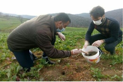آغاز مبارزه با جوندگان در مزارع کشاورزی شیروان