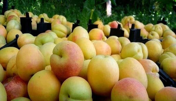  پیش‌بینی برداشت ۱۰۰۰ تن زردآلو از باغات شهرستان