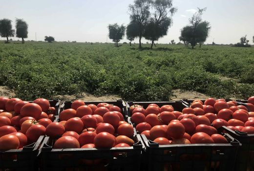 برداشت55هزارتن گوجه فرنگی درسیستان وبلوچستان