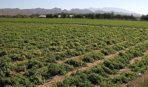 افزایش برداشت ‌گوجه فرنگی در ‌بوشهر/ قیمت در بازار کاهشی می‌شود 