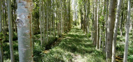 اجرای طرح‌های بیمه زراعت چوب و صنوبرکاری درچهارمحال و بختیاری