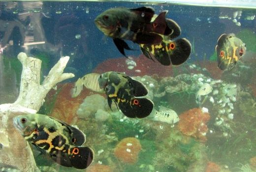 هفت واحد فعال پرورش ماهی زینتی در شهرستان البرز فعال است