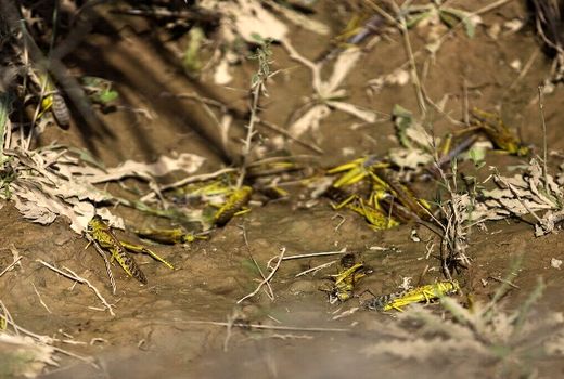 مبارزه با آفات در یک هزار و ۲۷۰ هکتار مزارع اصفهان انجام شد