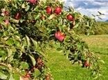 تخصیص اعتبار 500 میلیارد ریالی برای اجرای طرح های جهش تولید در بخش کشاورزی زنجان