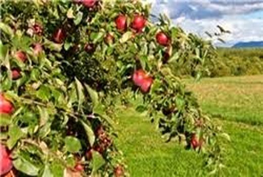 تخصیص اعتبار 500 میلیارد ریالی برای اجرای طرح های جهش تولید در بخش کشاورزی زنجان