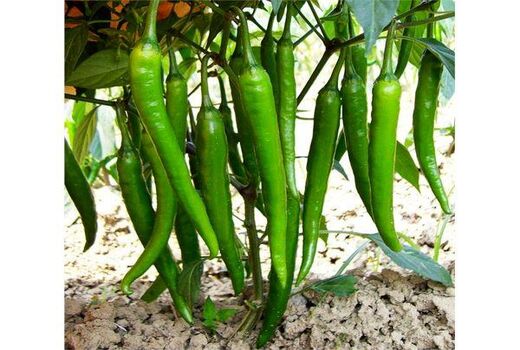 پیش‌بینی تولید 63 میلیاردی فلفل در جویبار