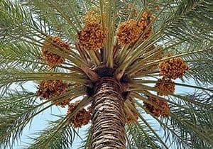 نوبرانه خرما از قطب تولید کشور روانه بازار شد