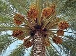 نوبرانه خرما از قطب تولید کشور روانه بازار شد
