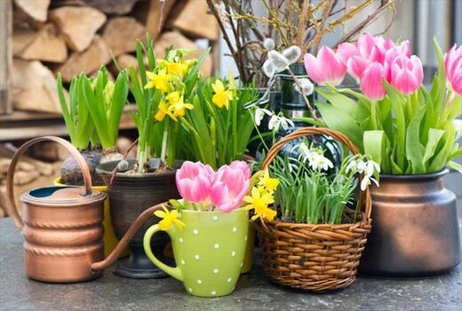 افزایش تولید گل و گیاهان زینتی با وجود کرونا در سال گذشته