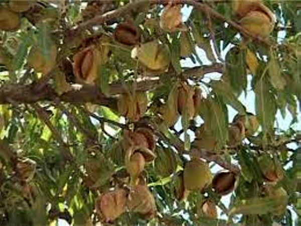 دو برابر شدن کشت بادام دیم تا دو سال آینده در فریدونشهر