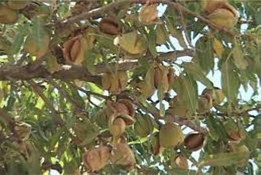 دو برابر شدن کشت بادام دیم تا دو سال آینده در فریدونشهر
