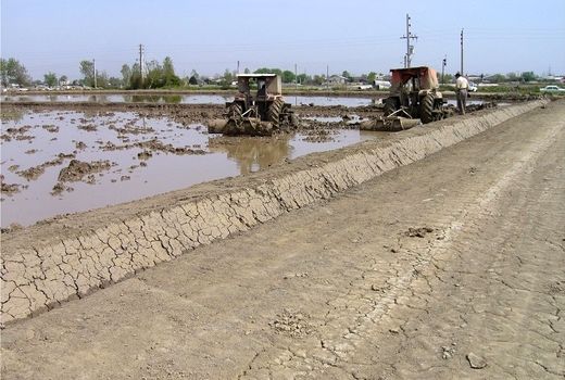 تجهیز و نوسازی 37 هزار هکتار از اراضی شالیزاری استان‌های شمالی کشور