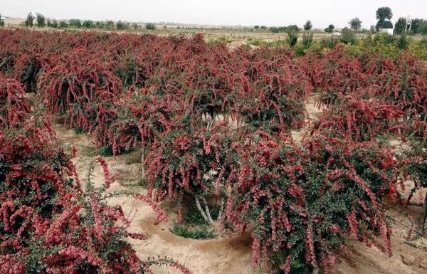 افزایش 20 درصدی برداشت زرشک از باغات استان اصفهان  