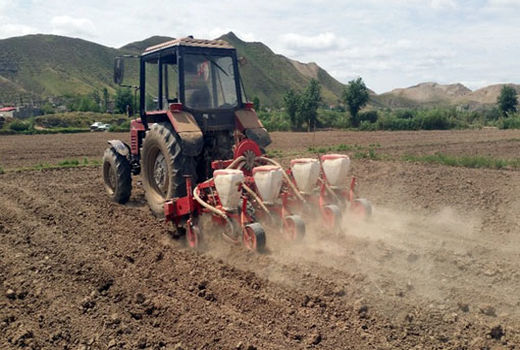کاشت1100هکتار پنبه در شهرستان خداآفرین/ افزایش 20درصدی سطح زیرکشت پنبه