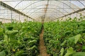 سود بانکی بالا مانع رونق شهرک‌های گلخانه‌ای خراسان شمالی