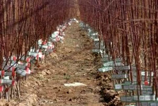 توسعه باغات شهرستان شهرکرد با توزیع نهال‌های شناسه‌دار