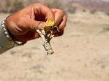 پایان مبارزه با آفت بین المللی ملخ صحرایی درسیستان وبلوچستان