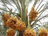 پیش بینی برداشت ۶۵۰ تن انواع خرما در خور و بیابانک