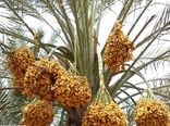 پیش بینی برداشت ۶۵۰ تن انواع خرما در خور و بیابانک