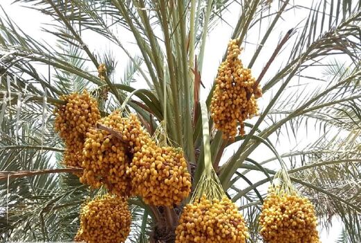 پیش بینی برداشت ۶۵۰ تن انواع خرما در خور و بیابانک