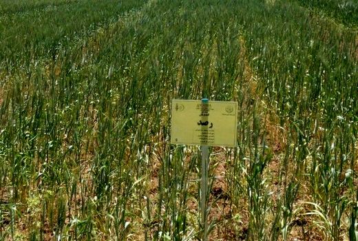 طرح ارتقای امنیت غذایی در ۲۷۲ هزار هکتار اراضی کردستان اجرا شد