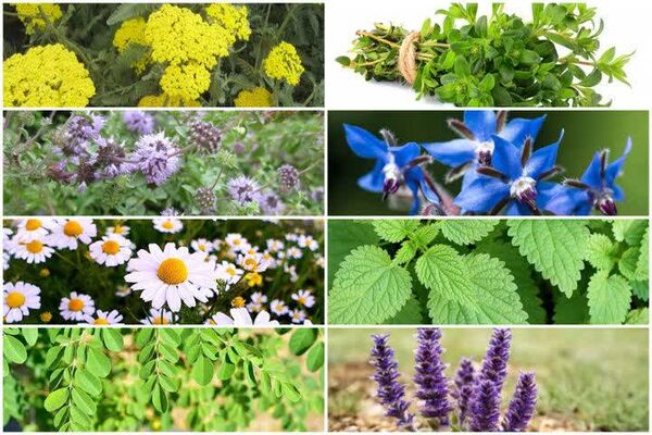 بانک اطلاعات ۱۸۰ گونه، مبنای نخستین الگوی ملی کشت گیاهان دارویی کشور/ نسخه واحدی برای همه استان‌ها وجود ندارد