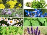 بانک اطلاعات ۱۸۰ گونه، مبنای نخستین الگوی ملی کشت گیاهان دارویی کشور/ نسخه واحدی برای همه استان‌ها وجود ندارد