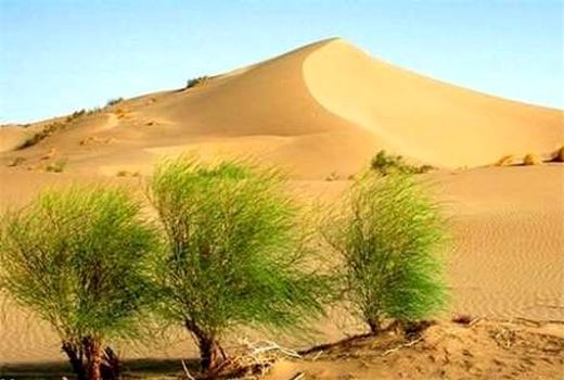  تدوین تاریخ شفاهی مدیریت مناطق بیابانی کشور