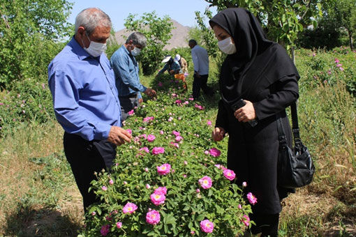 آغاز برداشت گل محمدی از 142هکتاراز گلستان های شهر ستان مرند 