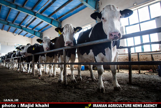 168 هزار تن نهاده دامی سهم دامدارران کوار 