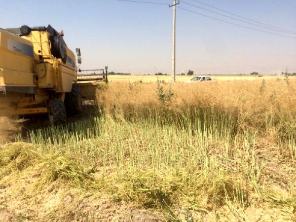 برداشت کلزا از مزارع مرودشت آغاز شد