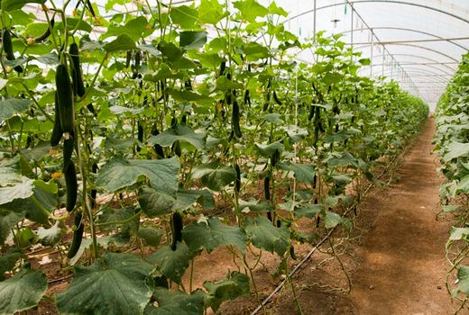 سالانه یک هزار و ۸۰۰ تُن محصول گلخانه‌ای در سقز تولید می‌شود