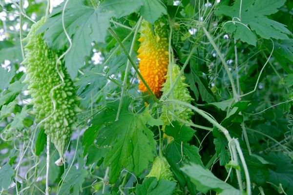 فعالیت ۲۰۷ واحد گلخانه ای در آذربایجان غربی